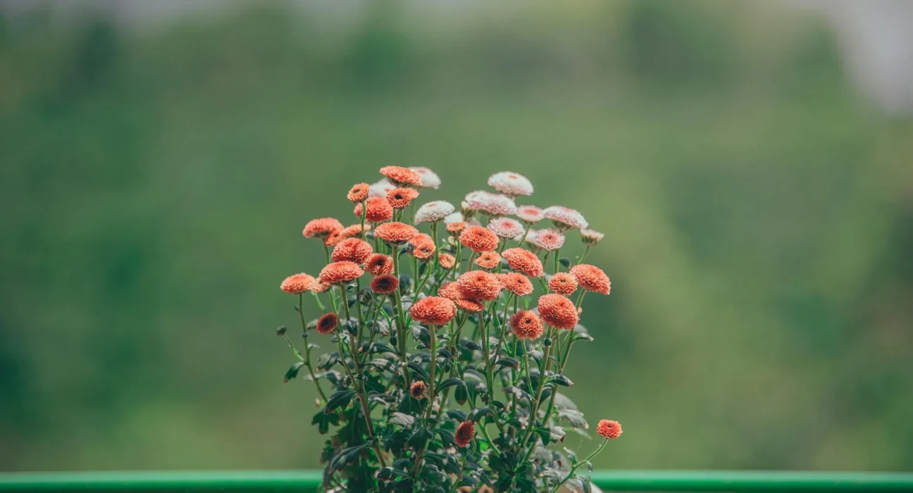 pexels photo 906154