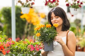 National Dengue Day 2025: 9 plants that repel mosquitoes